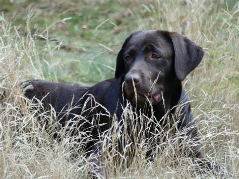 Top Quality Labradors from Burberry Labrador Retrievers.